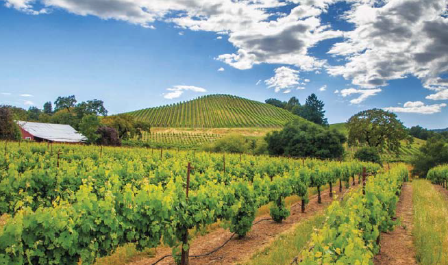 Image of What's New In... Sonoma County